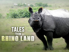 Tales from Rhino Land
